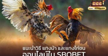 แนะนำแทงม้า แทงไก่ชนออนไลน์ sbobet