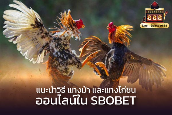 แนะนำแทงม้า แทงไก่ชนออนไลน์ sbobet